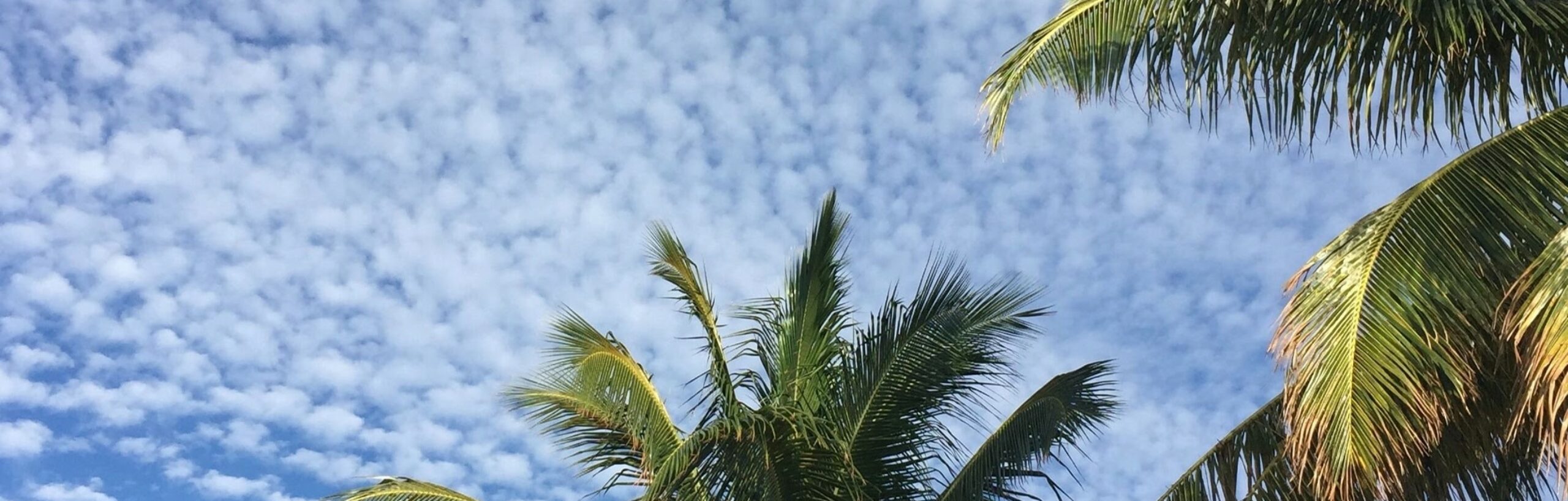 Video & TCP optimisation: Looking up into bright blue sky with white clouds, and the tops of palm trees